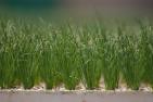 green onion seedlings